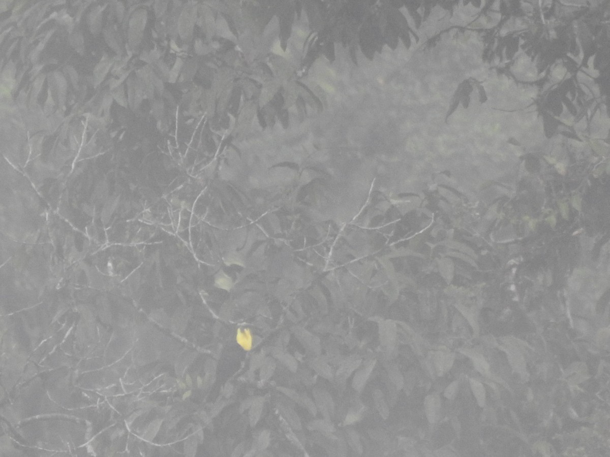 Yellow-throated Toucan (Chestnut-mandibled) - ML645629358