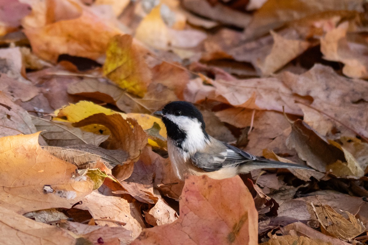 Mésange à tête noire - ML645629359