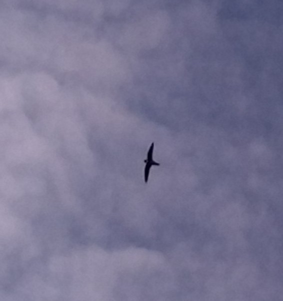 Vencejo Acollarado - ML645629363