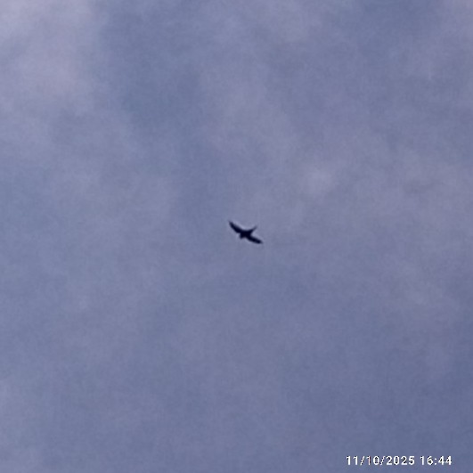 Vencejo Acollarado - ML645629365