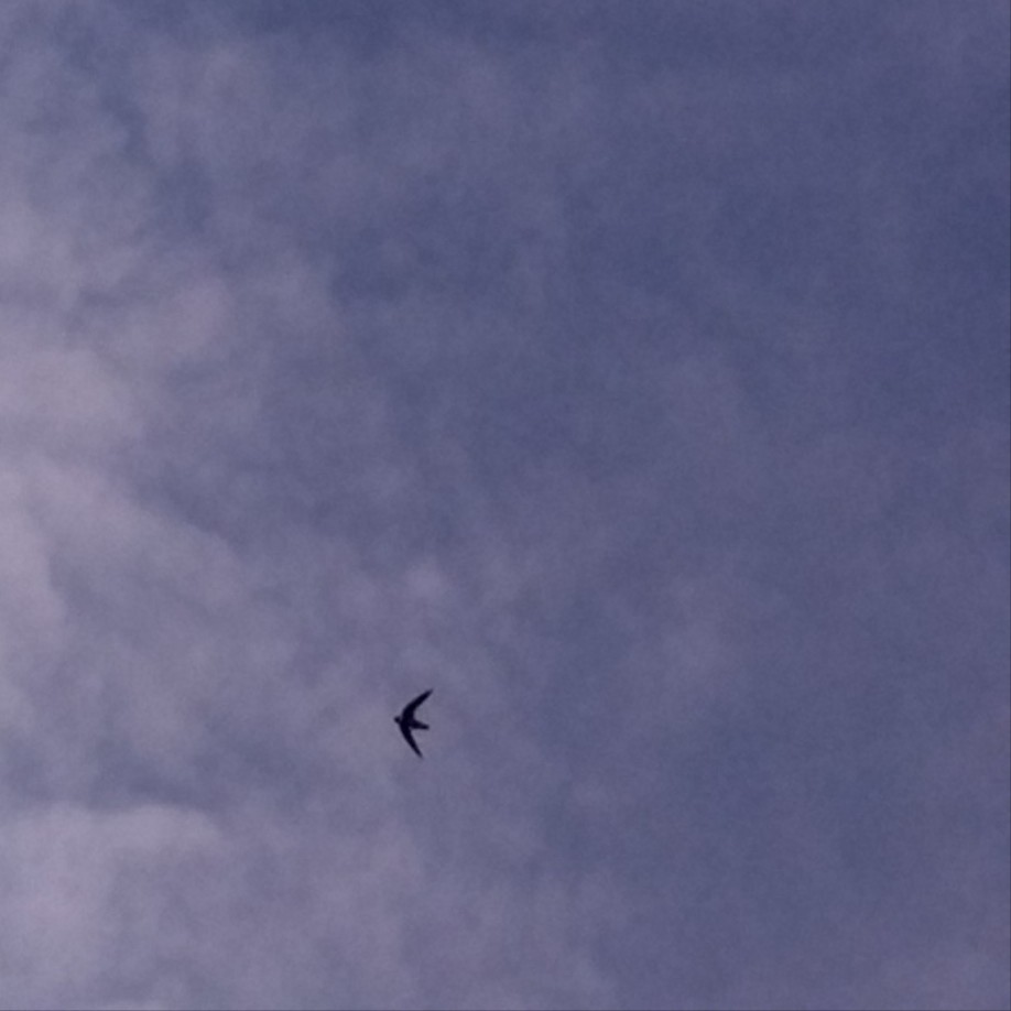 Vencejo Acollarado - ML645629368