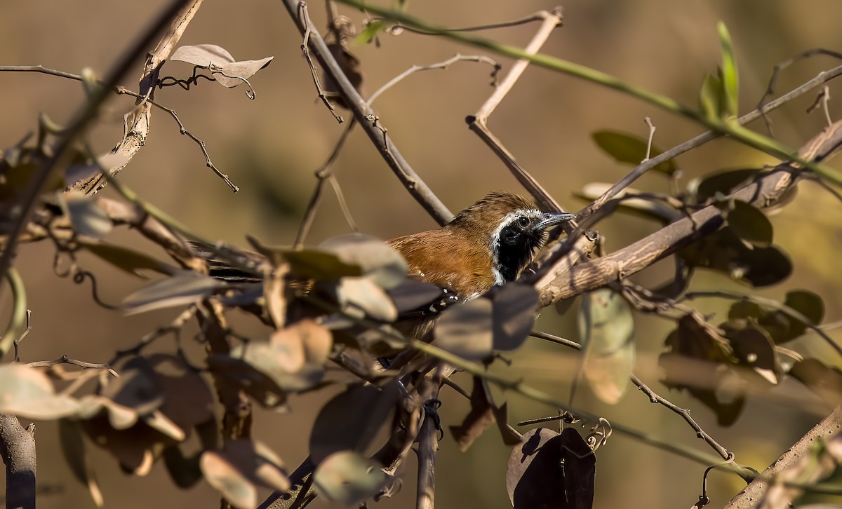 Ржавчатый муравьелов - ML645629393