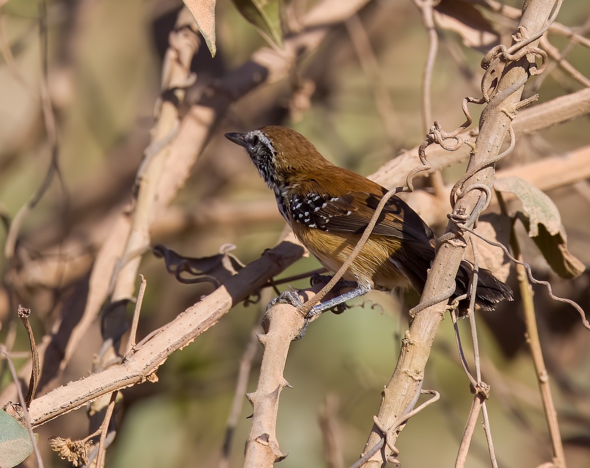 Ржавчатый муравьелов - ML645629396