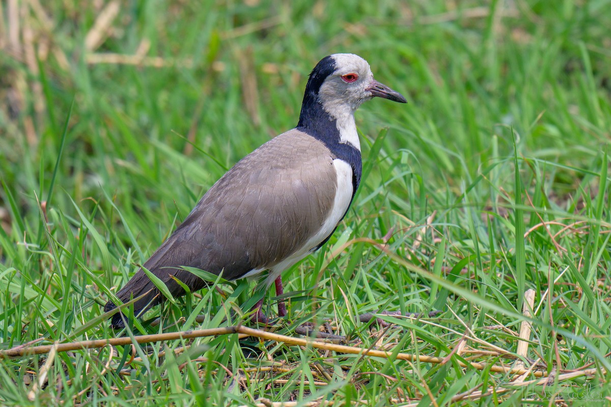 レンカクゲリ - ML645629403