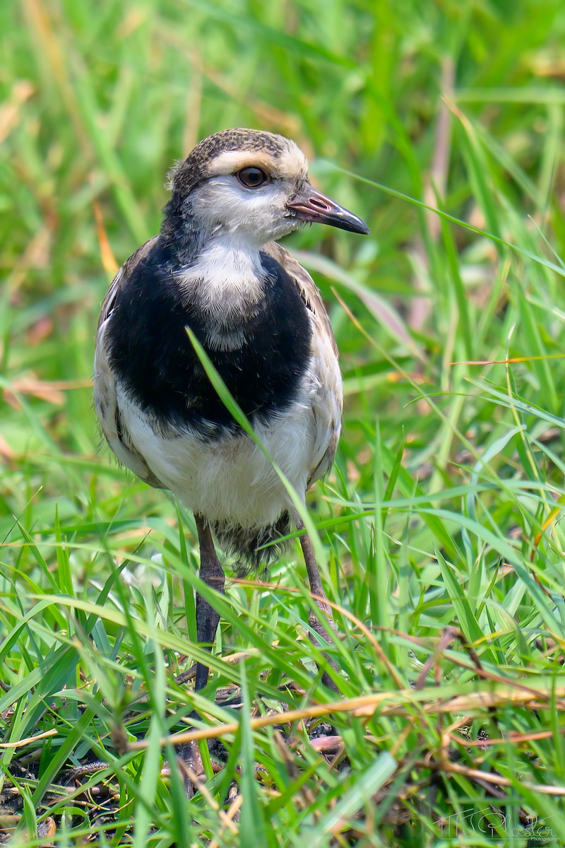 レンカクゲリ - ML645629404