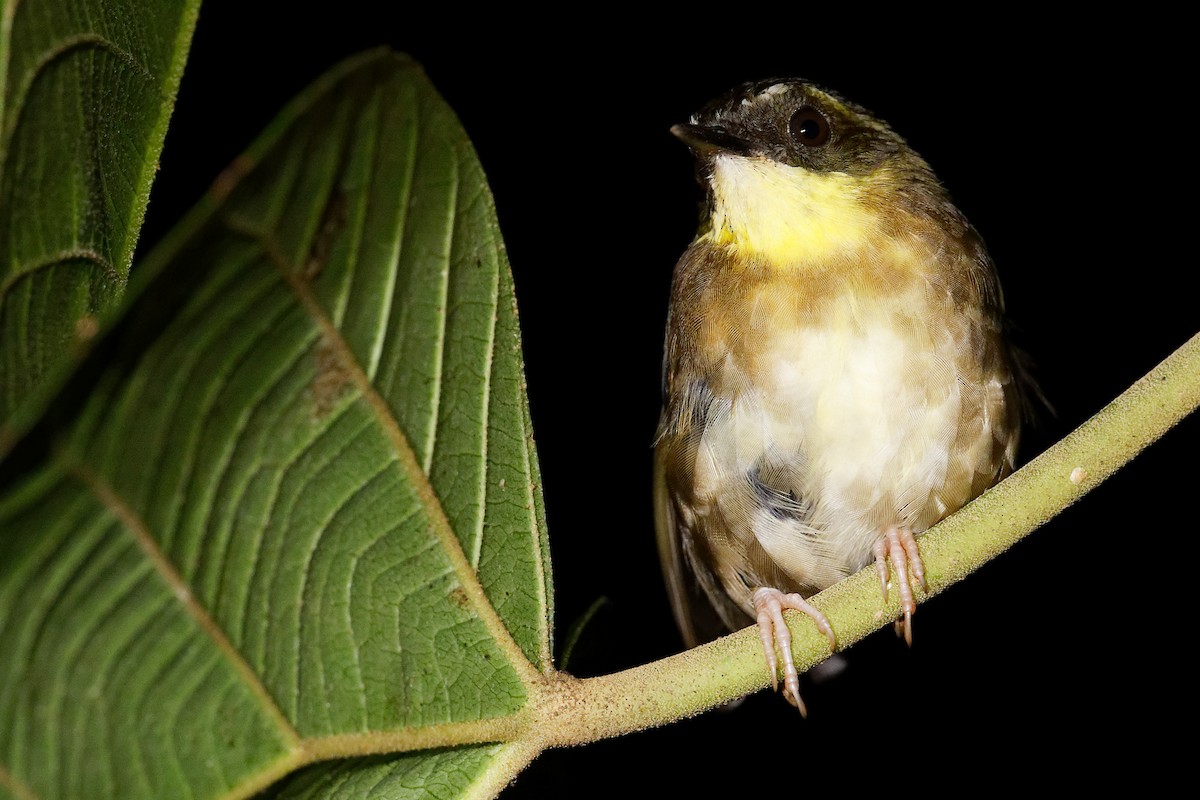 キノドヤブムシクイ - ML645629411