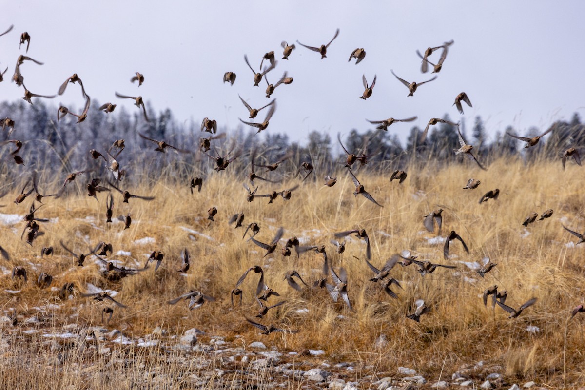 ハギマシコ属 - ML645629412