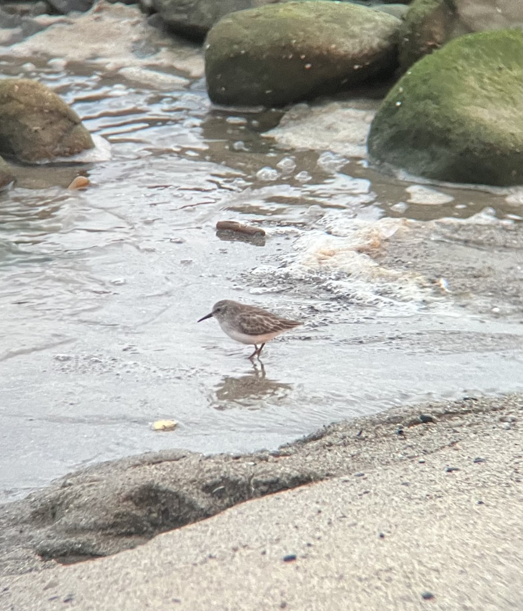 アメリカヒバリシギ - ML645629414