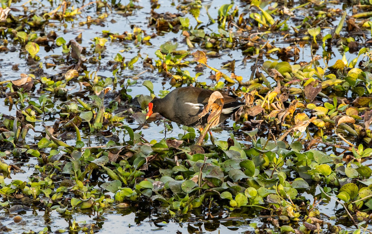 アメリカバン - ML645629415