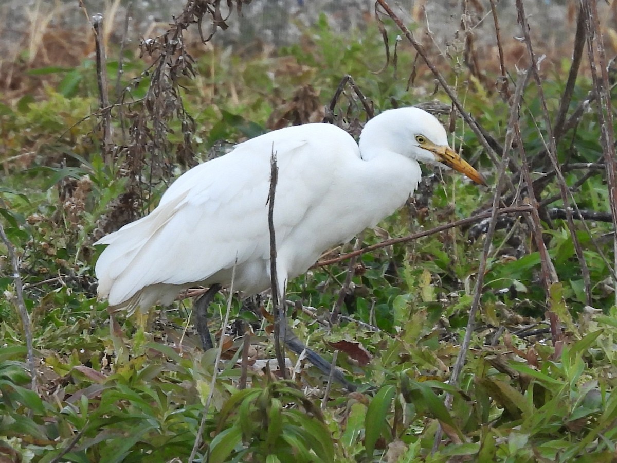 ニシアマサギ - ML645629416