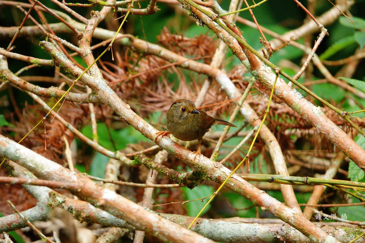 チメドリ - ML645629417