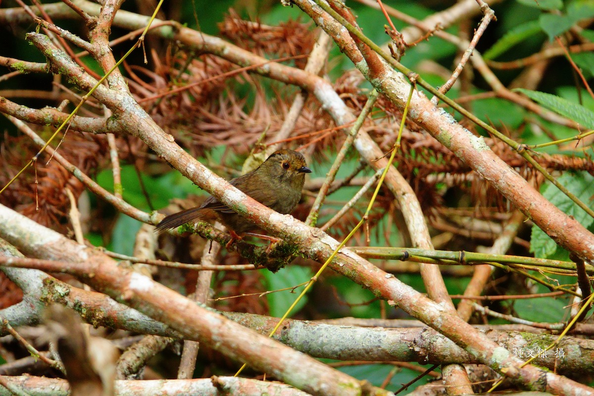 チメドリ - ML645629418