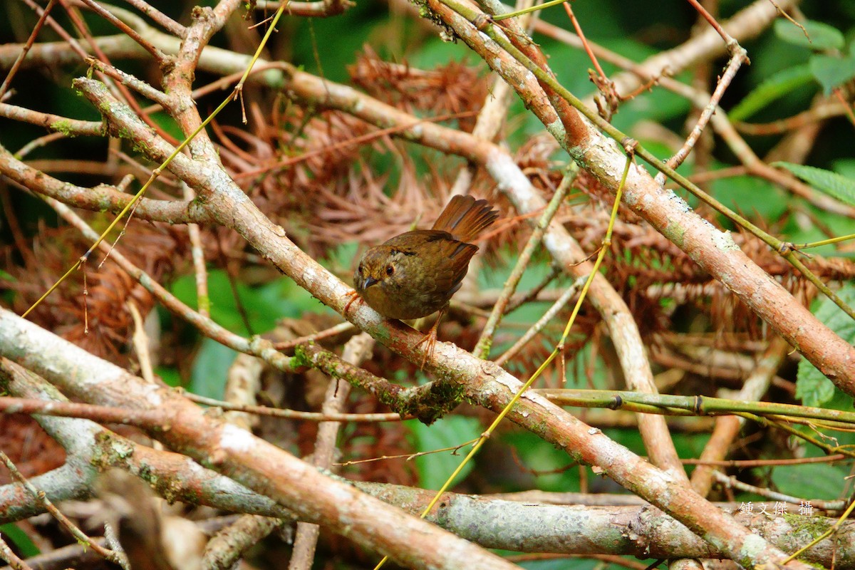 チメドリ - ML645629419