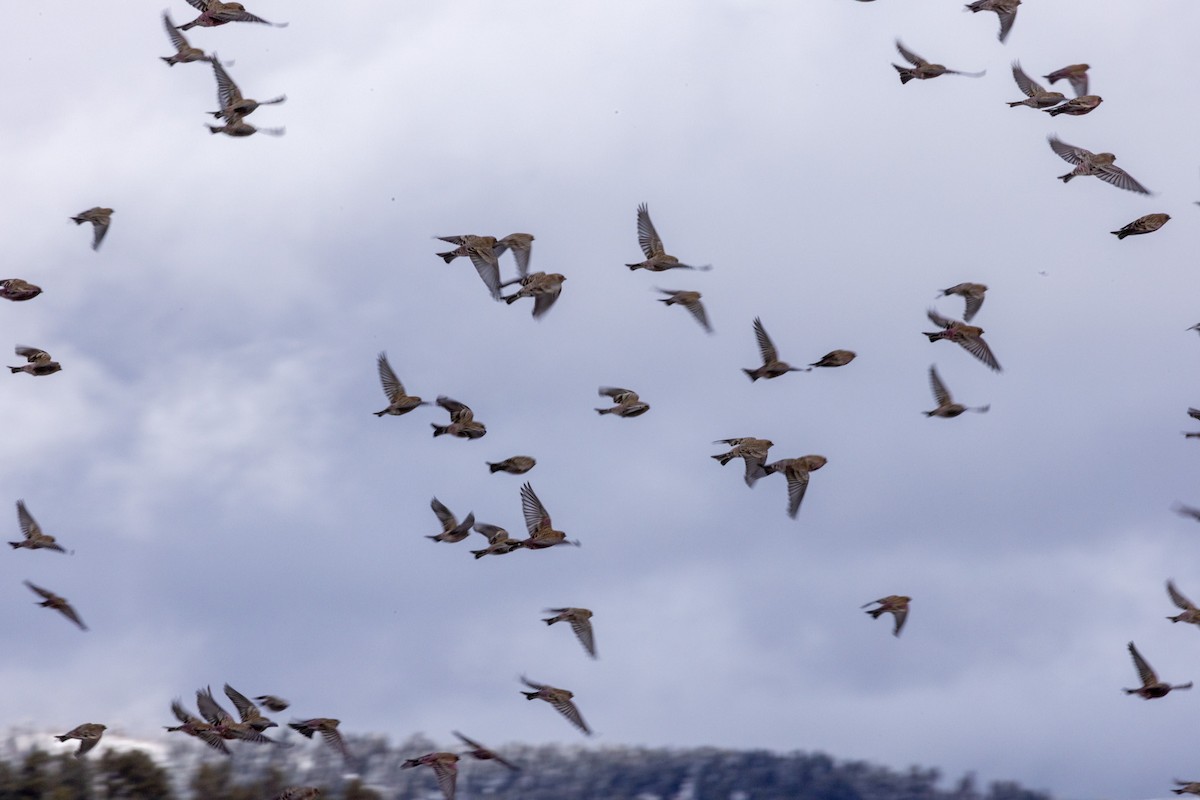 ハギマシコ属 - ML645629420