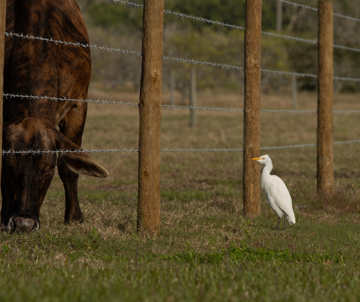 ニシアマサギ - ML645629421