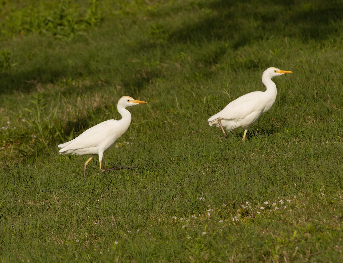 ニシアマサギ - ML645629422