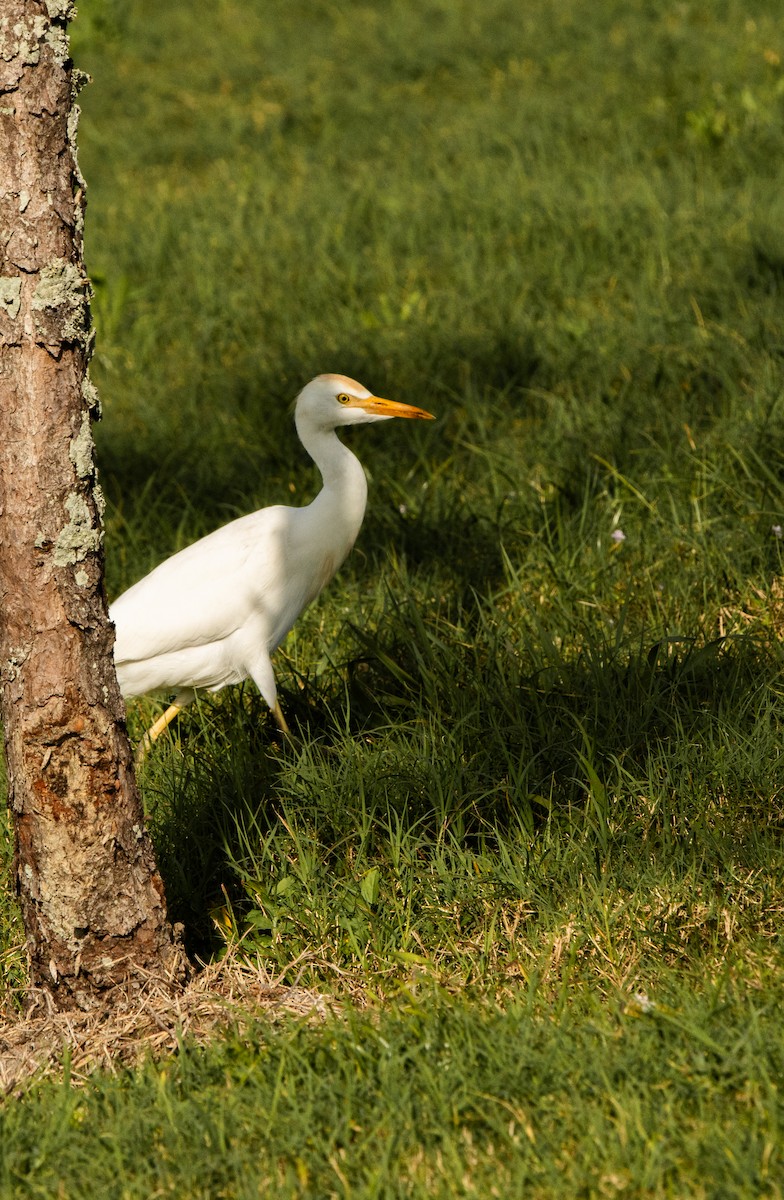 ニシアマサギ - ML645629423