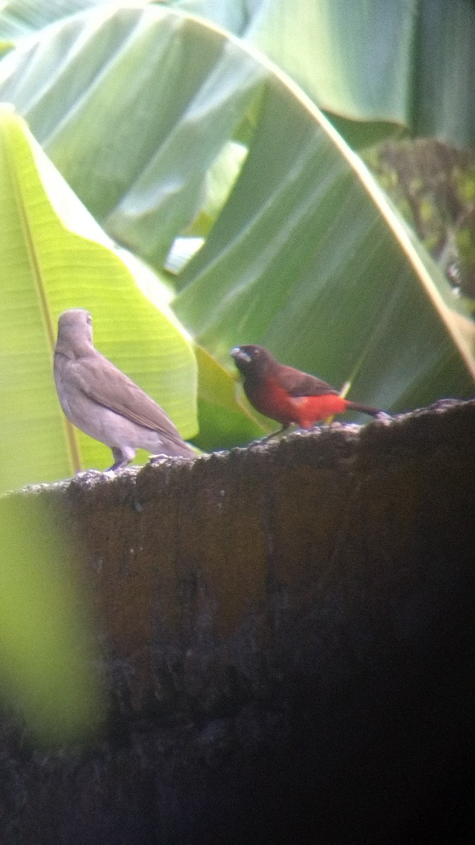 ニショクコメワリ - ML645629426