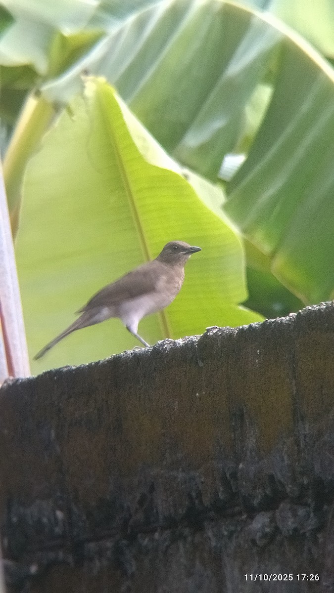 ニショクコメワリ - ML645629427