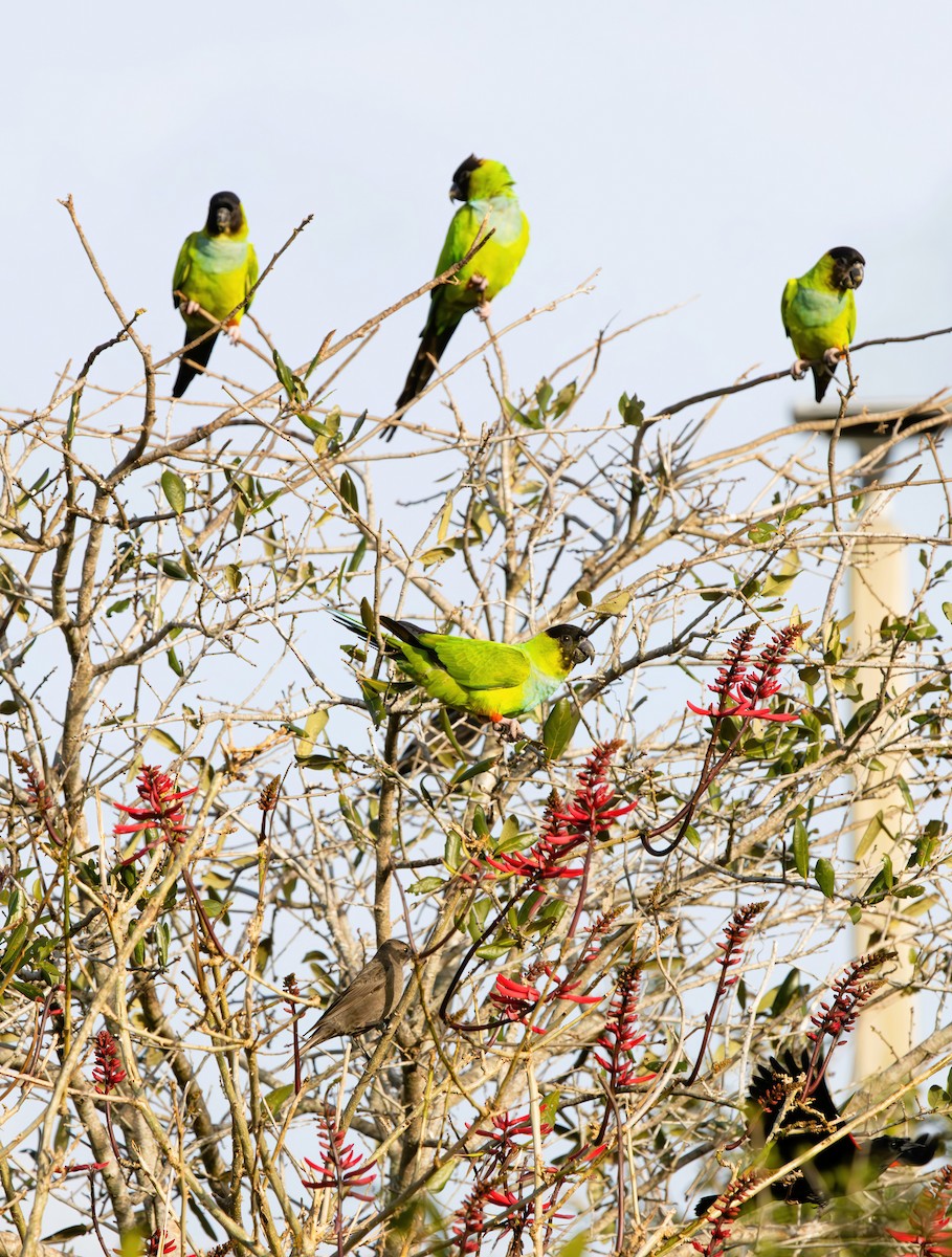 クロガミインコ - ML645629429