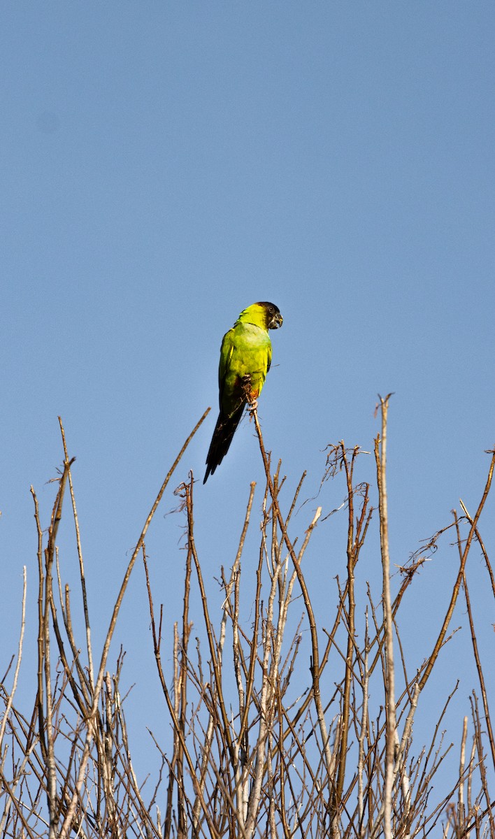クロガミインコ - ML645629430