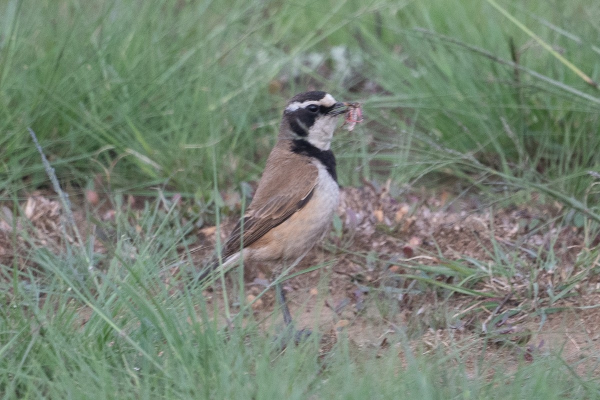 クロエリサバクヒタキ - ML645629431