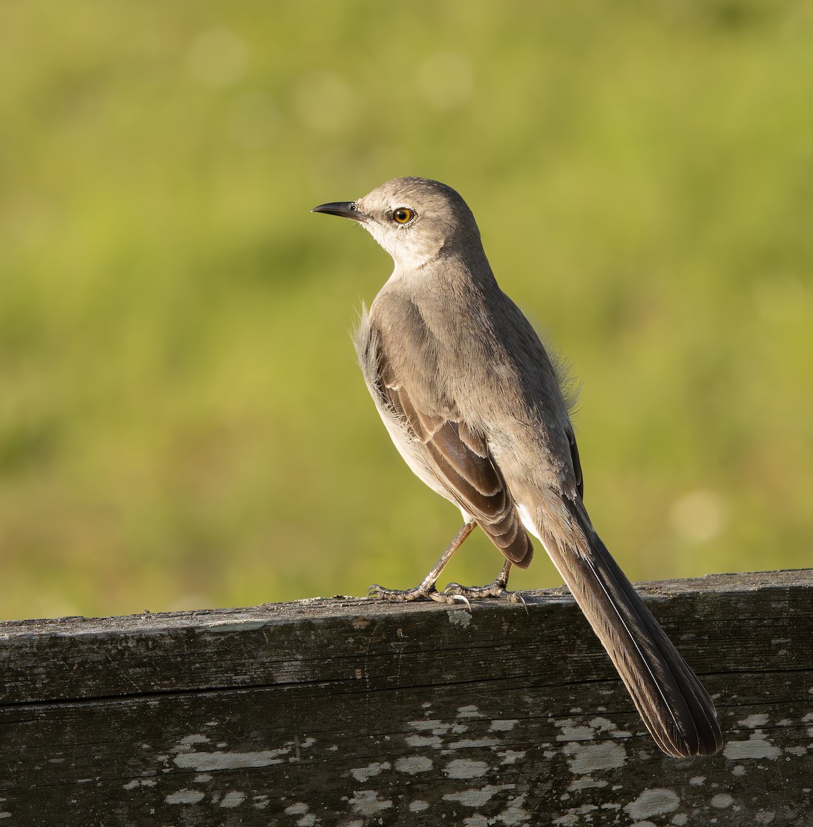 マネシツグミ - ML645629432
