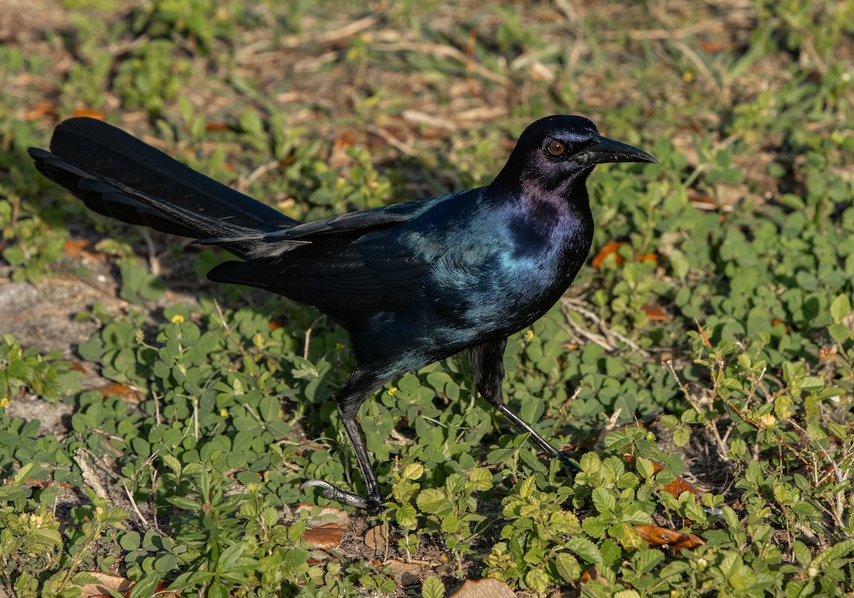 キタオナガクロムクドリモドキ - ML645629434