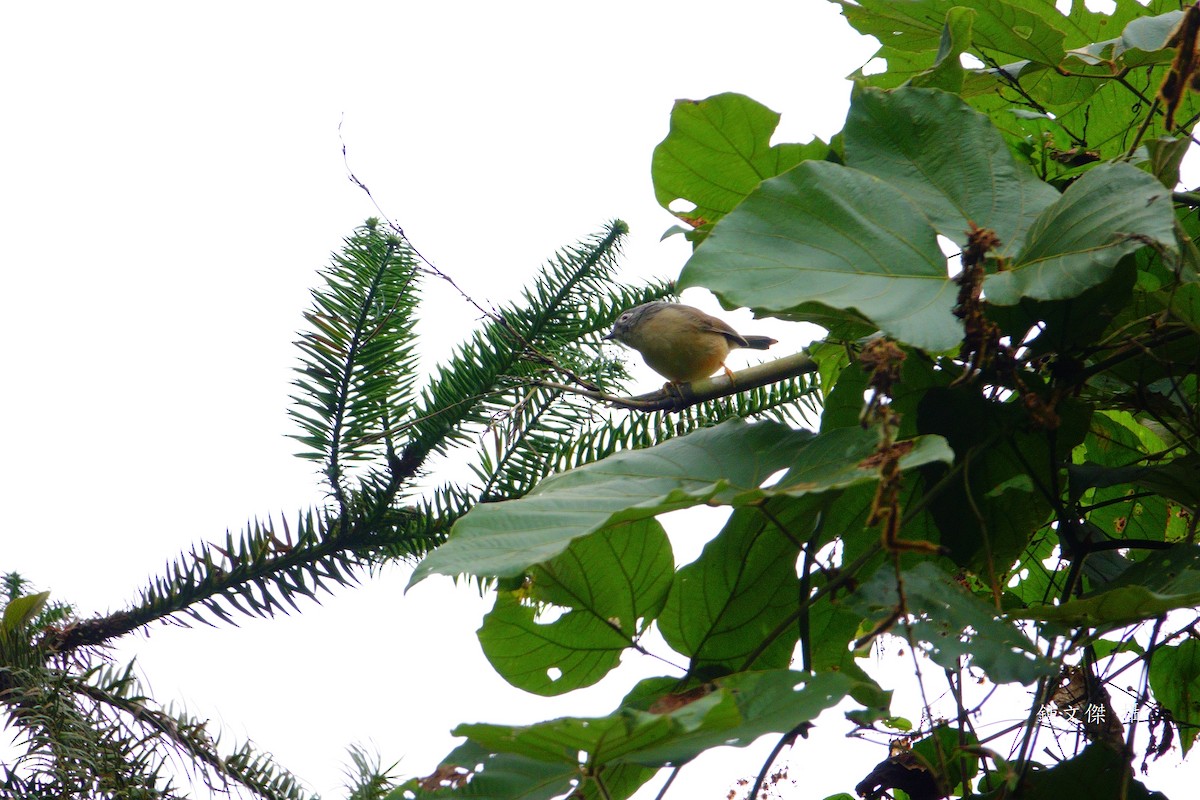 メジロチメドリ - ML645629435