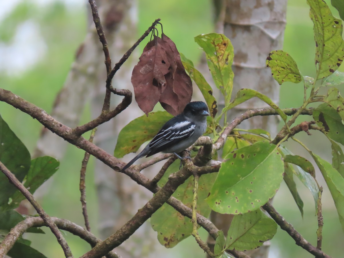 ハジロカザリドリモドキ - ML645629436