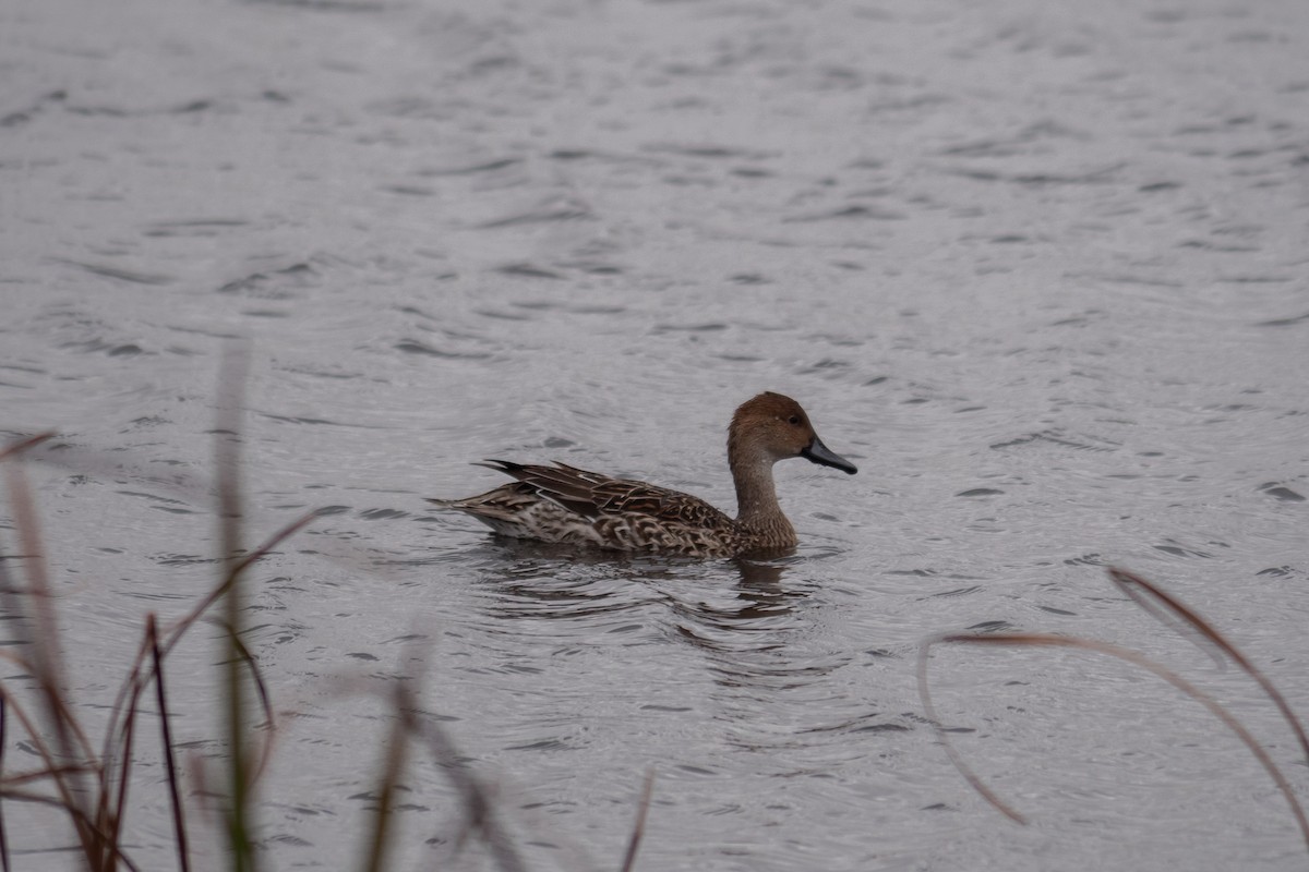 オナガガモ - ML645629437