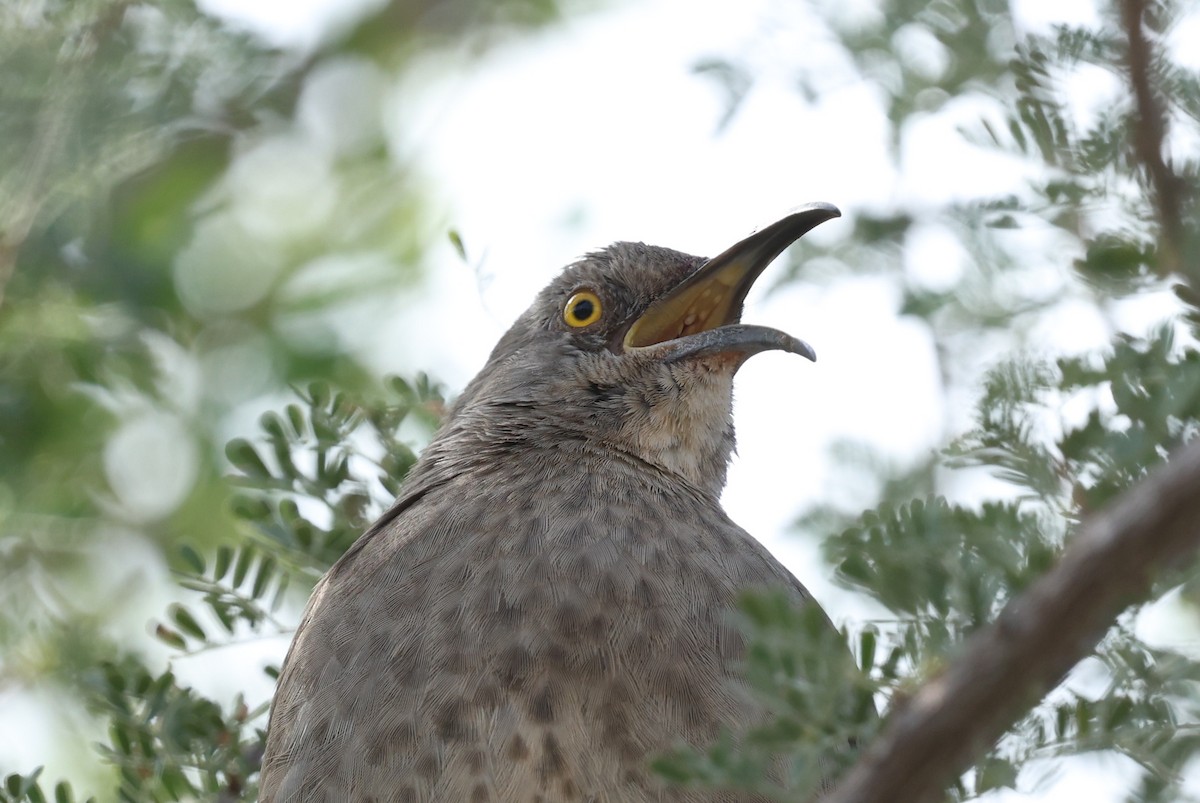 マルハシツグミモドキ - ML645629439