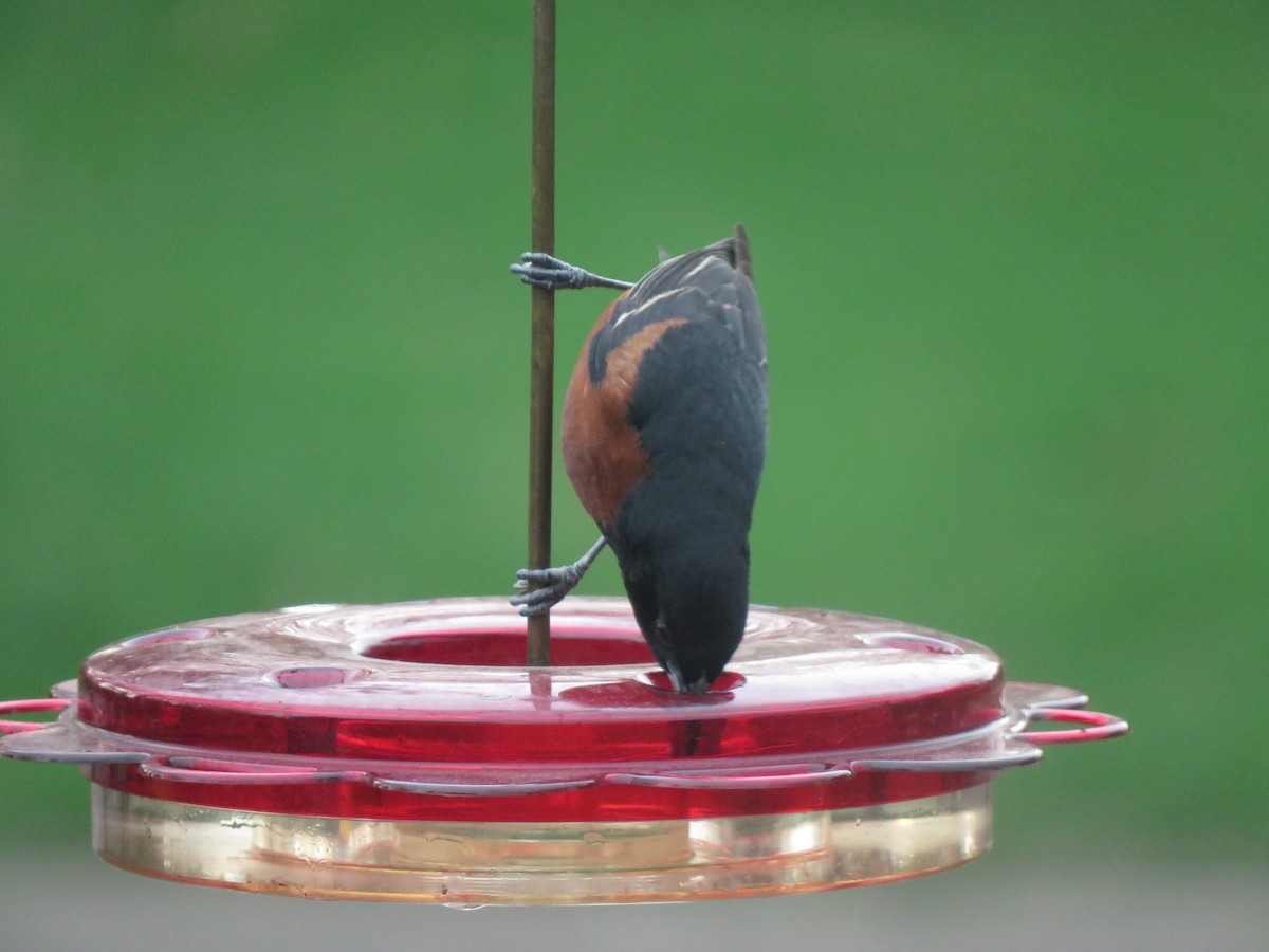 アカクロムクドリモドキ - ML645629441