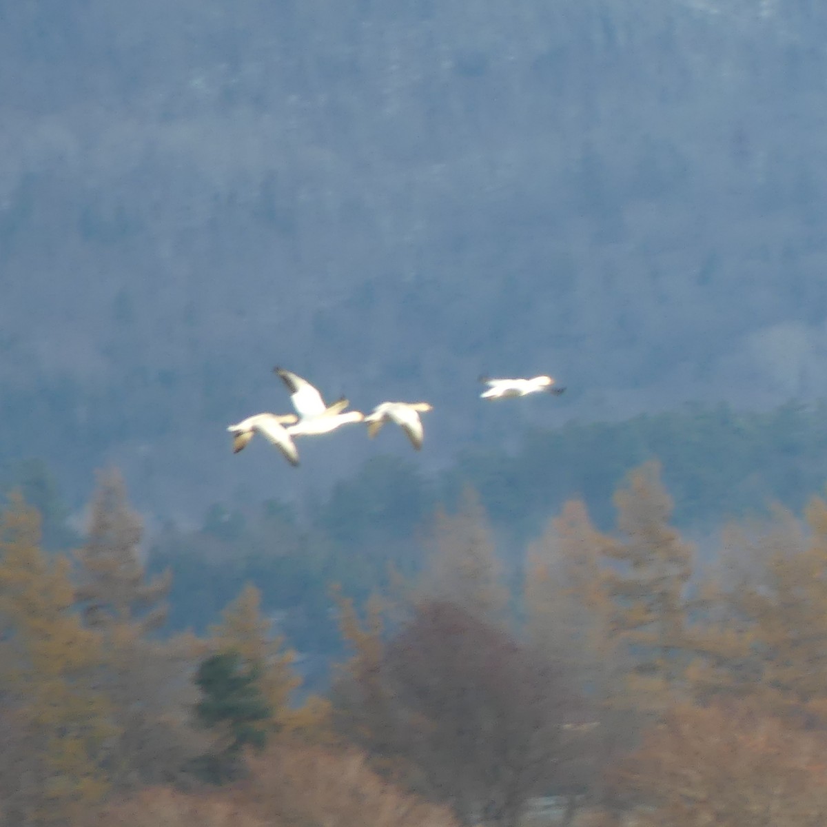 Snow Goose - ML645629443
