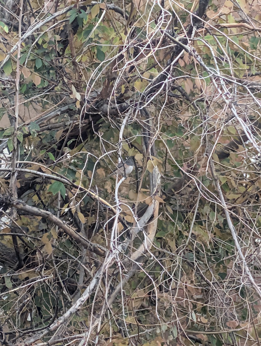 Dark-eyed Junco - ML645629447