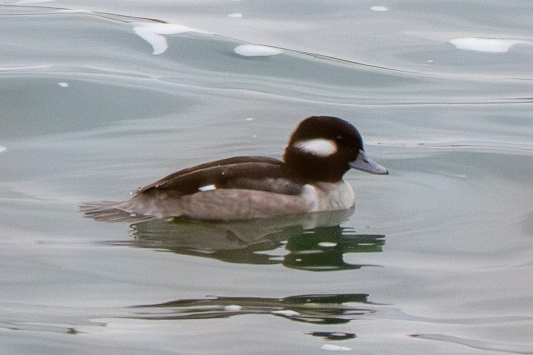 Гоголь-головастик - ML645629448