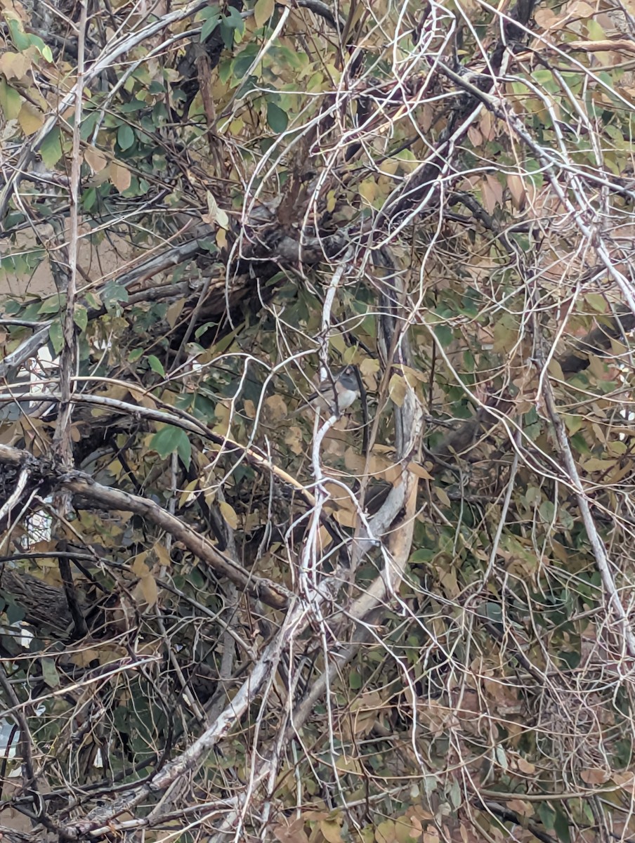 Dark-eyed Junco - ML645629451