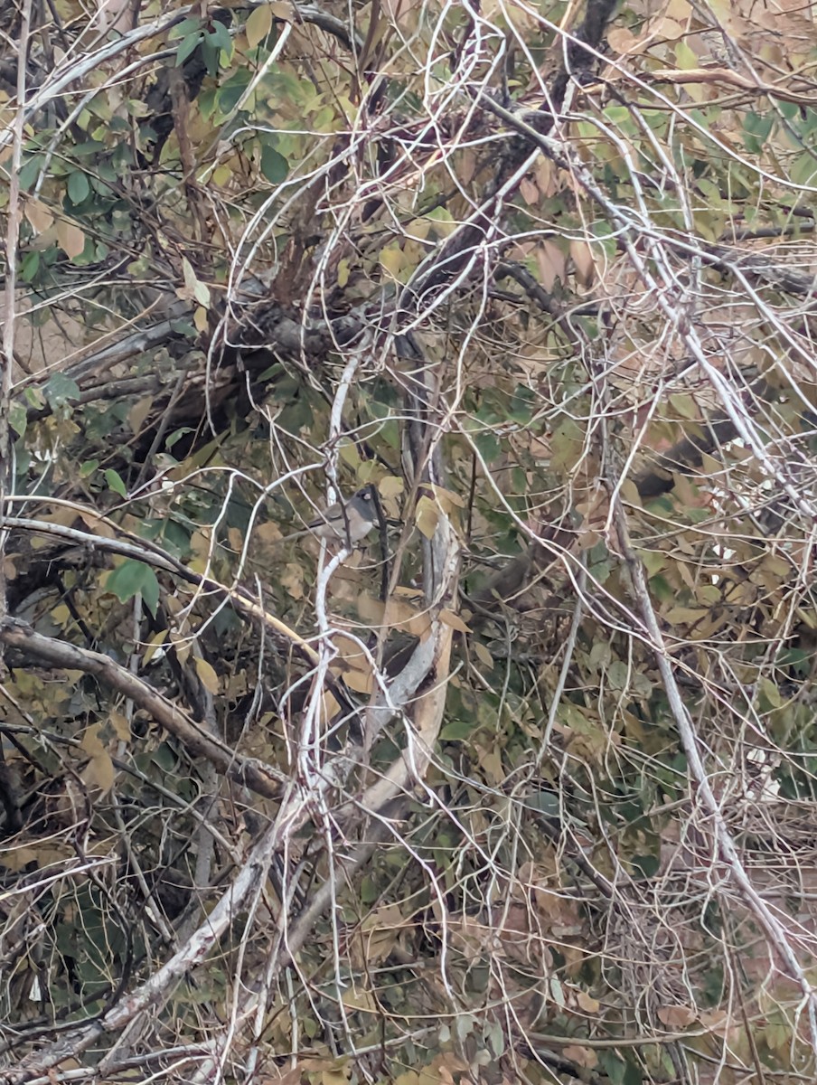 Dark-eyed Junco - ML645629452