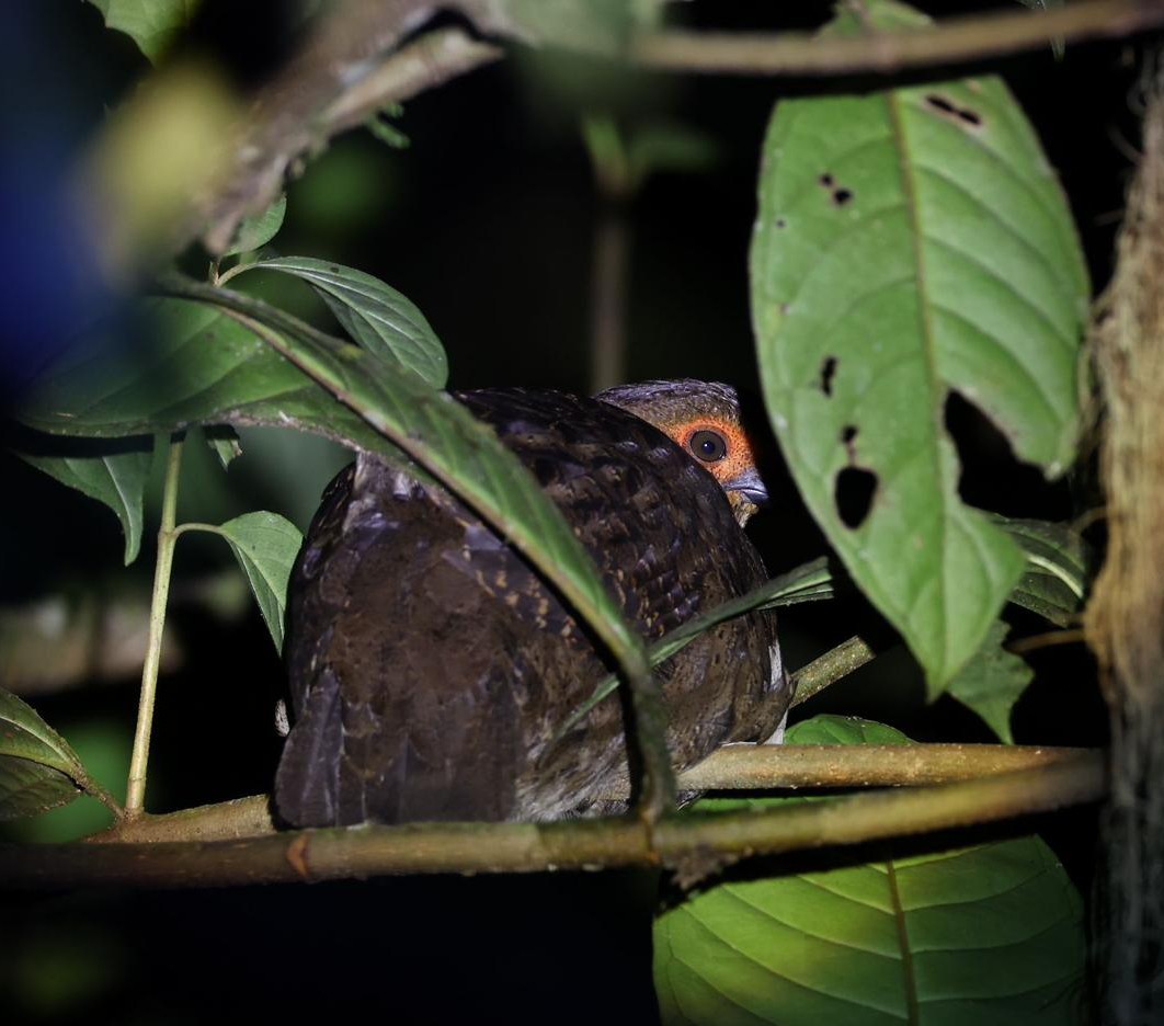 Marmorwachtel - ML645629455