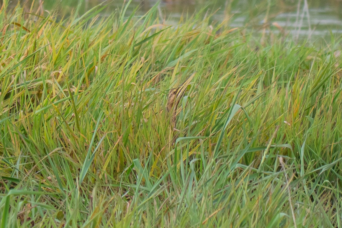 American Bittern - ML645629457