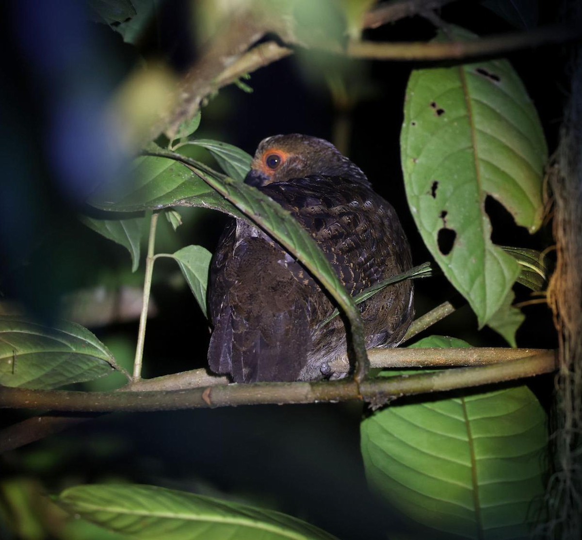 Marmorwachtel - ML645629459