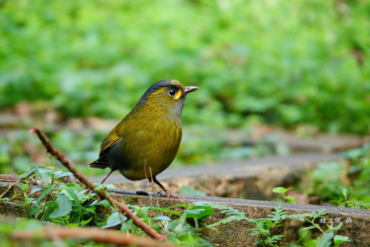 Taiwan Liocichla - ML645629460