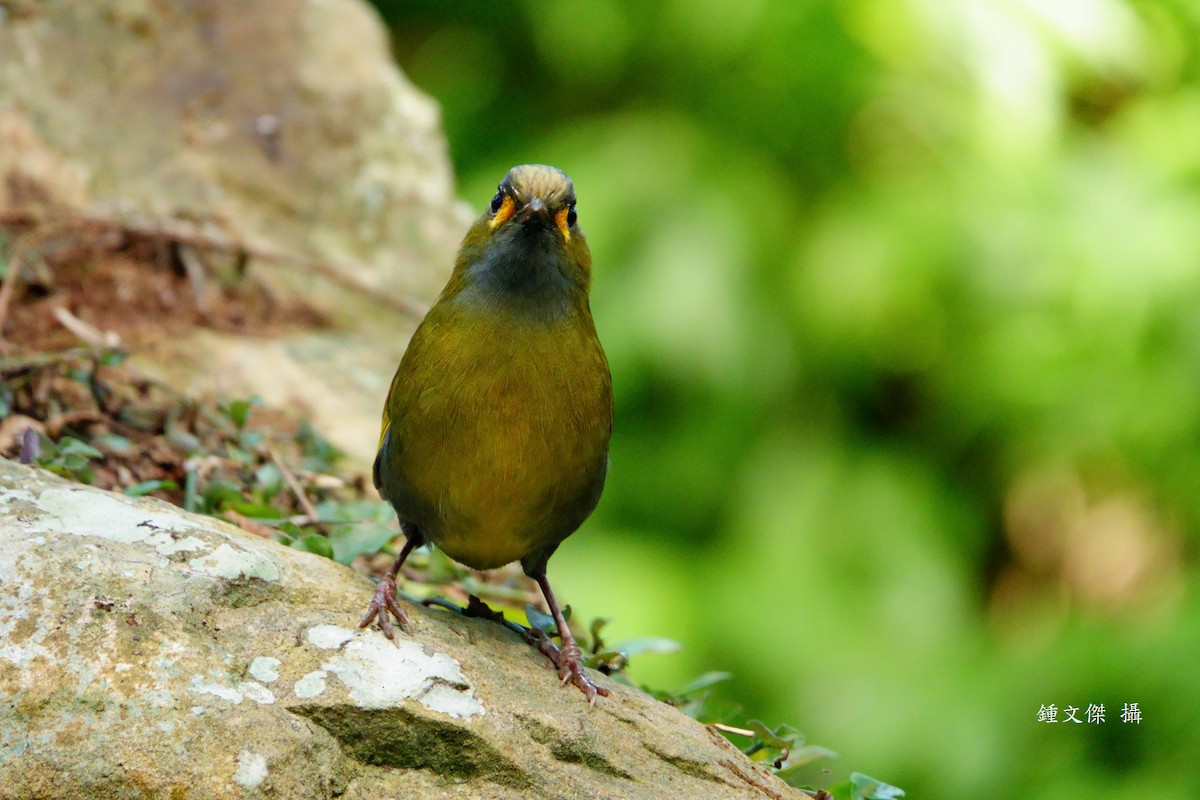 Taiwan Liocichla - ML645629461