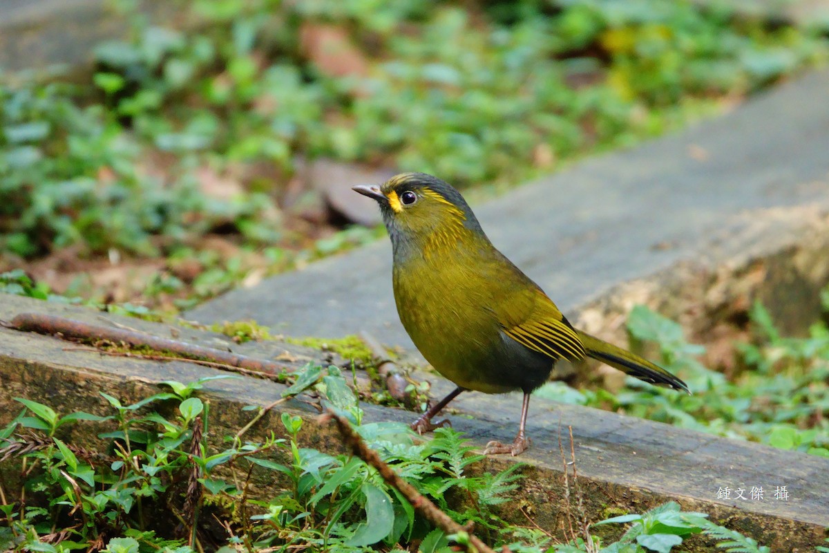 Taiwan Liocichla - ML645629462