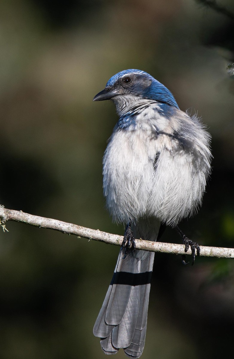 Калифорнийская сойка - ML645629466