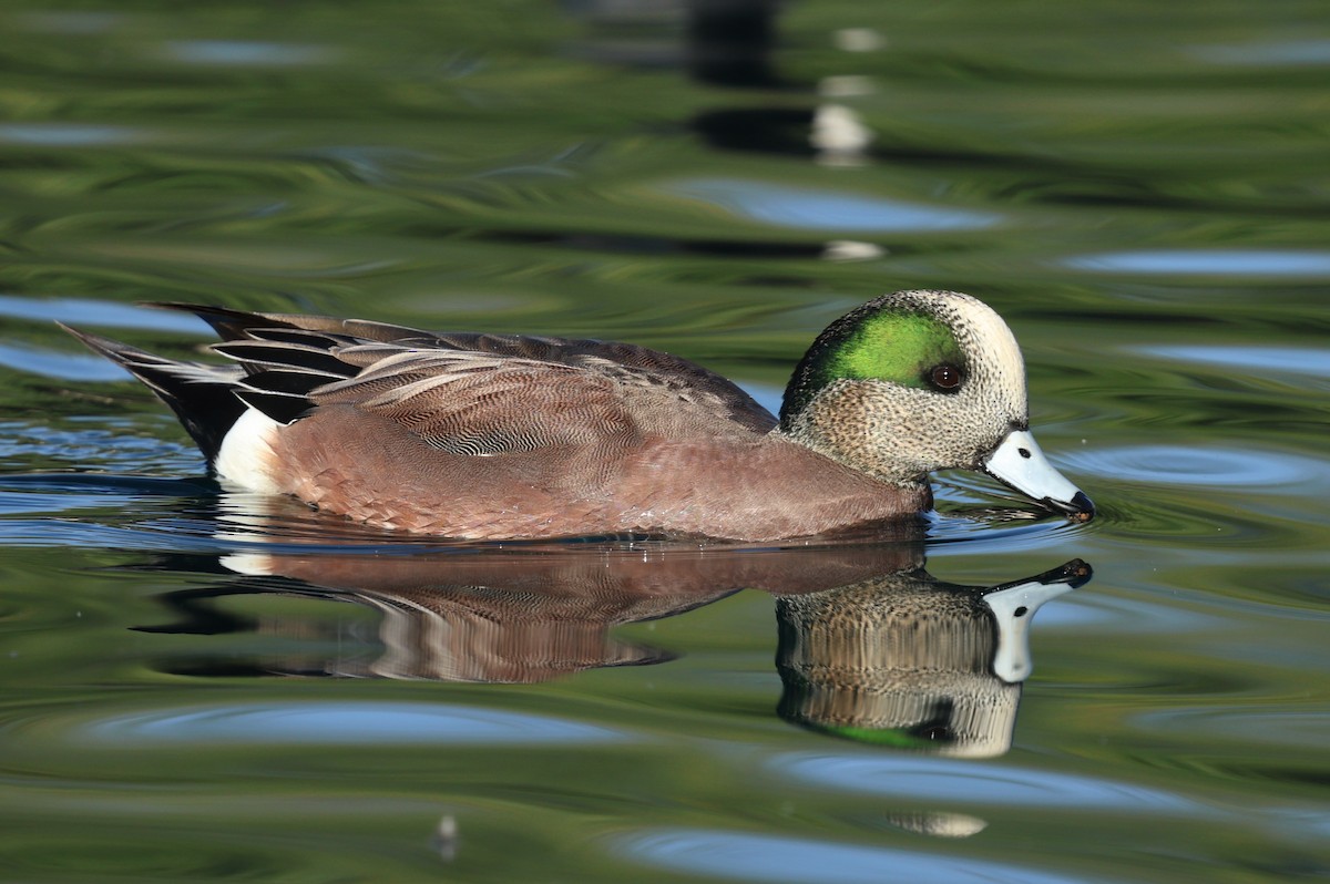 Canard d'Amérique - ML645629472