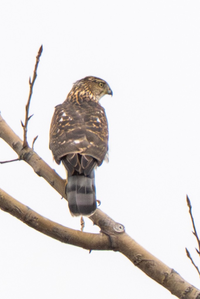 Épervier de Cooper - ML645629473