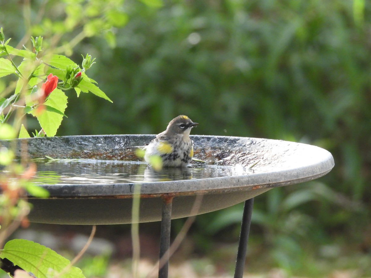 Paruline à croupion jaune - ML645629474