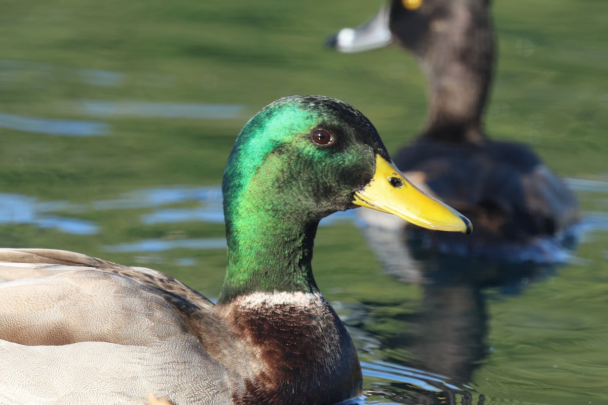 Canard colvert - ML645629477