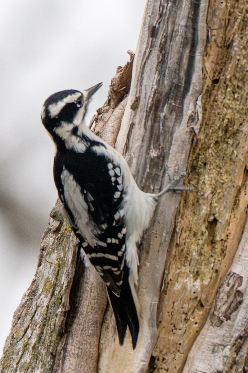 Pic chevelu - ML645629478